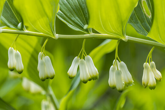 Solomon's Seal (Polygonatum) Blooms; Astoria, Oregon, Unite States Of America