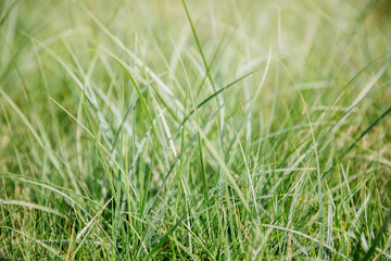 Bright green juicy grass on a blurry background