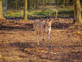 Close-up photo of young and cute lonely fallow deer with large horns in wild nature