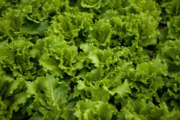 Lettuce, generative ai, Fresh tasty vegetables, Fresh ingredients, cooking ingredients