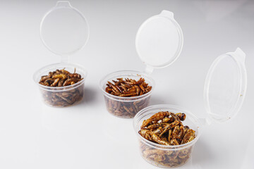 set of edible bugs, silkworms, grasshoppers in transparent boxes on a white background. Asian cuisine