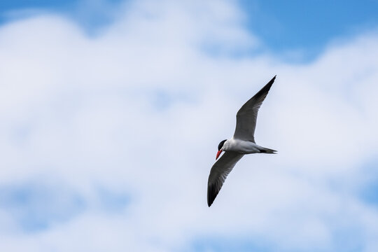 A Caspian Tern (Hydroprogne Caspia) Flies Over The Columbia River; Astoria, Oregon, United States Of America