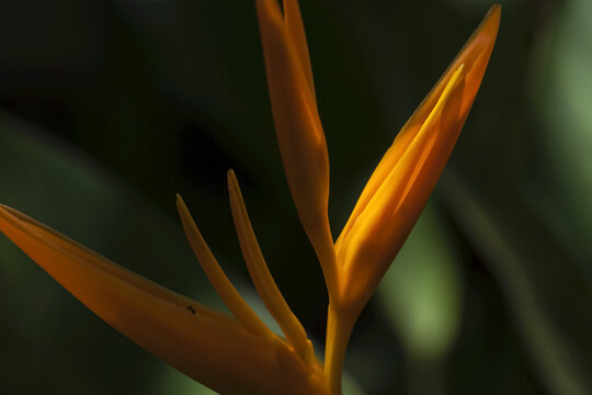 Bird Of Paradise (Heliconia); Anda, Bohol, Central Visayas, Philippines