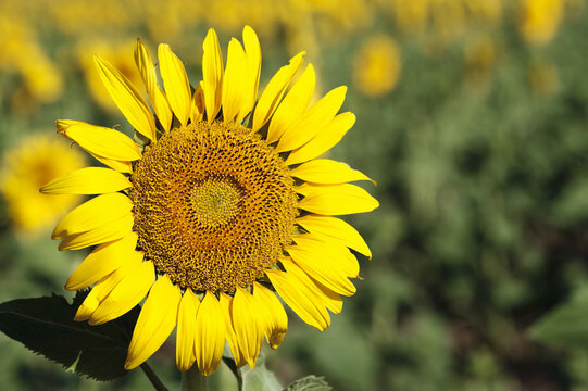 Common Sunflower (Helianthus Annuus, Asteraceae); Campillos, Malaga, Andalucia, Spain