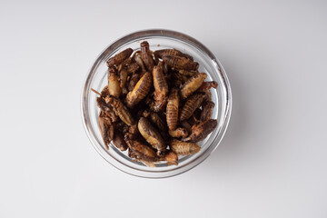 edible silkworm in a transparent plate on a white background
