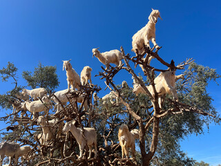 Morocco, Africa: goats on an argan tree eating its fruits in the argan plain between Marrakech and...