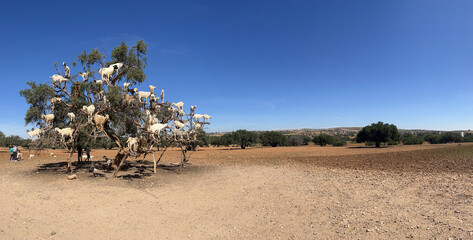 Morocco, Africa: goats on an argan tree eating its fruits in the argan plain between Marrakech and...