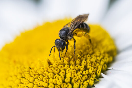 A bee wears pollen while seeking nectar from flowers; Astoria, Oregon, United States of America