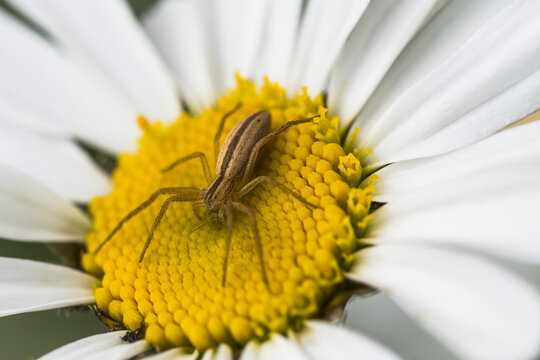 A flower spider captures insects on a daisy; Astoria, Oregon, United States of America