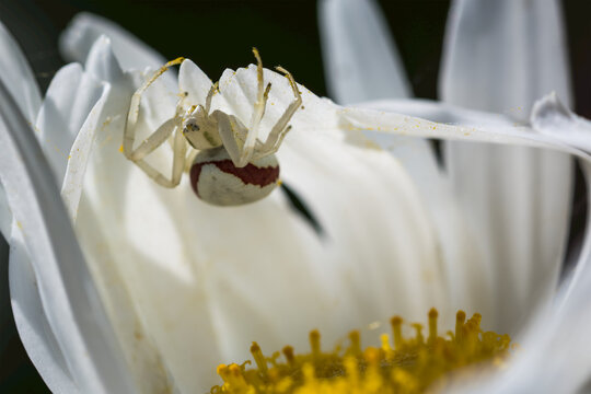 A Goldenrod Spider (Misumena vatia) builds a trap for bees in a daisy; Astoria, Oregon, United States of America