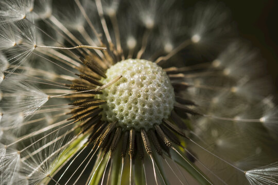 Close-up of a dandelion seed head; Astoria, Oregon, United States of America