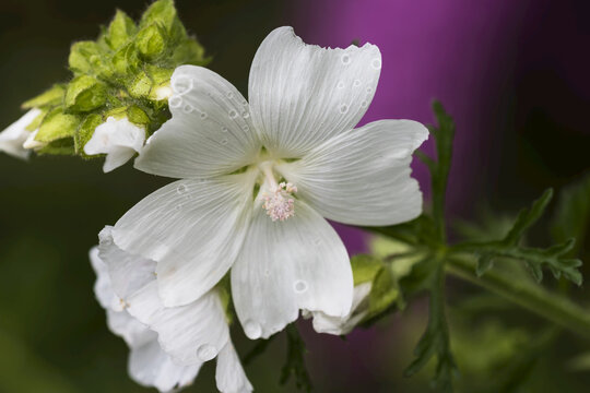 White Sidalcea plant growing in a flower garden; Astoria, Oregon, United States of America
