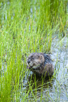 Muskrat (Ondatra zibethicus), Potter Marsh Bird Sanctuary; Anchorage, Alaska, United States of America