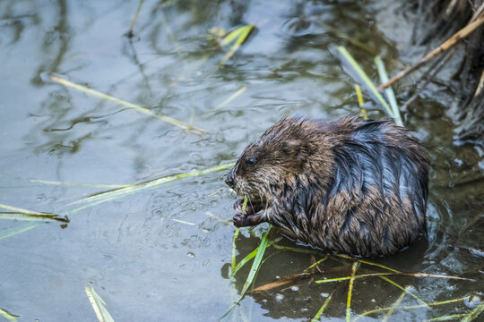 Muskrat (Ondatra zibethicus), Potter Marsh Bird Sanctuary; Anchorage, Alaska, United States of America