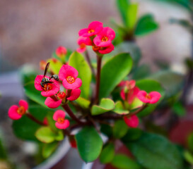 el color floreciendo