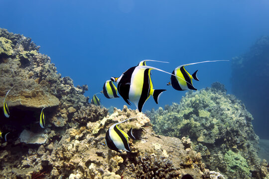 A school of Moorish Idols; (Zanclus cornutus); Makena, Maui, Hawaii, United States of America