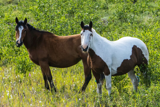 Wild horses (equus ferus) standing in a field of plants and wildflowers; Yukon, Canada