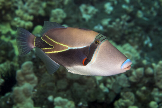 A close-up underwater view of a Reef Triggerfish (Rhinecanthus rectangulus); Wailea, Maui, Hawaii, United States of America
