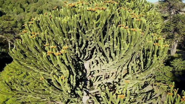 Aerial of Araucaria trees, also evergreen coniferous tree or monkey tail tree, with thick sharp needles, close to Lanin volcano in the border region between Argentina and Chile.
