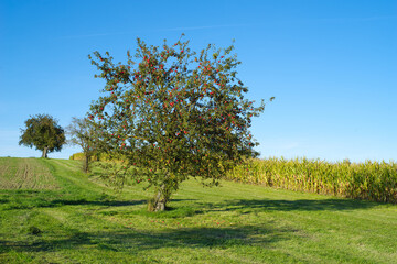 Apfel und Apfelbäume