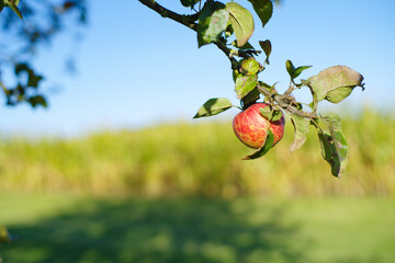 Apfel und Apfelbäume