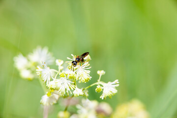 A wasp pollinating a flower.