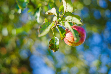 Apfel und Apfelbäume