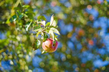 Apfel und Apfelbäume