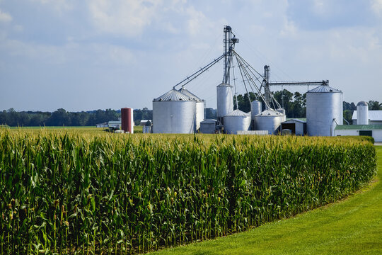 Field of maturing, tasseled corn plants with grain bins and farm structures beyond, near Germantown; Ohio, United States of America
