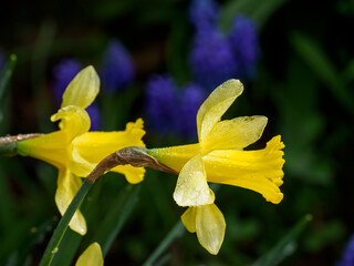 Fr&uuml;hling im M&uuml;nsterland