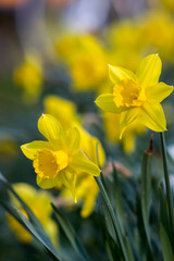 The daffodil, Narcissus pseudonarcissus
