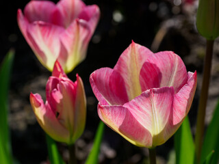Frühling im Münsterland
