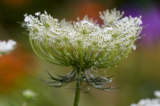 Queen Anne's Lace (Daucus carota); Astoria, Oregon, United States of America