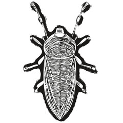 bug vector illustration line art drawing black and white bugs