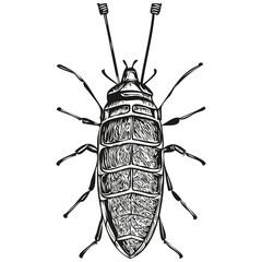 bug vector illustration line art drawing black and white bugs