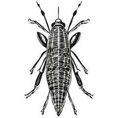Engrave bug illustration in vintage hand drawing style bugs