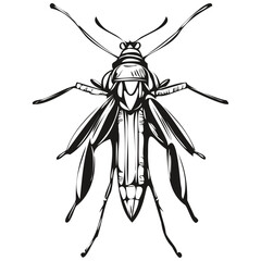 hand drawn bug, vector illustration black and white bugs