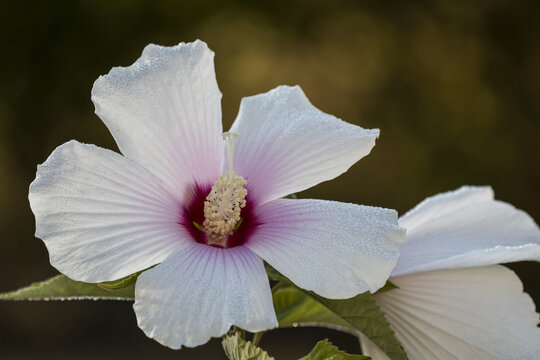 Hibiscus blooms on a summer day; Astoria, Oregon, United States of America