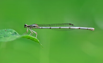 damselfly on a green leaf