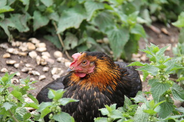 An Egg Laying Grown Pullet Farmyard Chicken.
