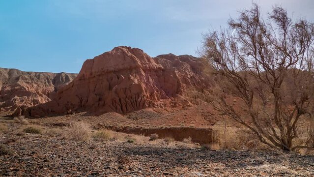 Unusual red rocks in a desert arid area. Timelapse. Red rocks of an unusual appearance in the background. In the foreground is a saxaul bush. Canyon in the Boguty mountains. Kazakhstan