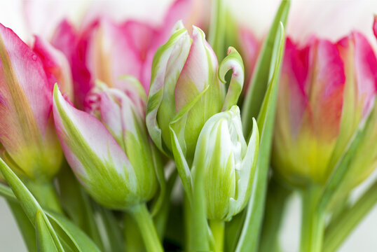 Close-up of a bouquet of pink tulips blossomed and some buds; Surrey, British Columbia, Canada