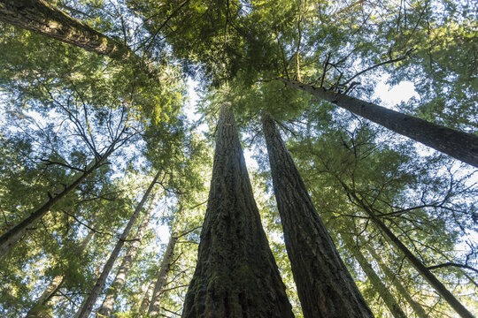 Looking up at the treetops in an old growth forest in MacMillan Provincial Park, Cathedral Grove, Vancouver Island; British Columbia, Canada