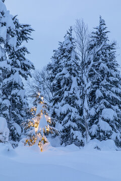 A small spruce tree covered in fresh snow is illuminated by white string lights in a forest