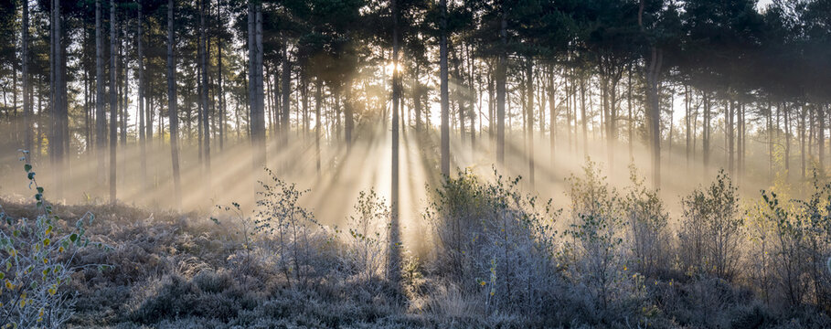 Sunbeams shine through trees to a frosty ground; Surrey, England - Powered by Adobe