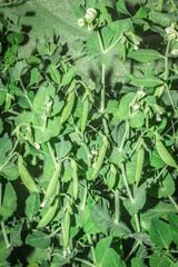 Sugar Snap peas (possum sativum), Cape Town, South Africa