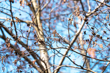 branches of gray alder in early spring against the sky