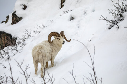 Dall sheep (Ovis dalli) ram roams and feeds in the Windy Point area near the Seward Highway during the snowy winter months; Alaska, United States of America