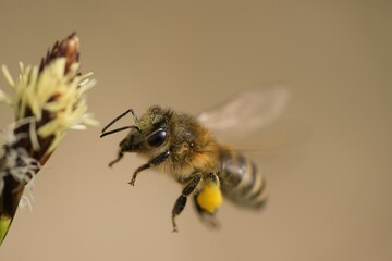 Bee laying honey from spring flowers close up