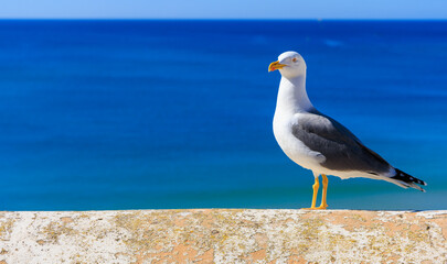 a sea gull standing on a wall in front of the ocean